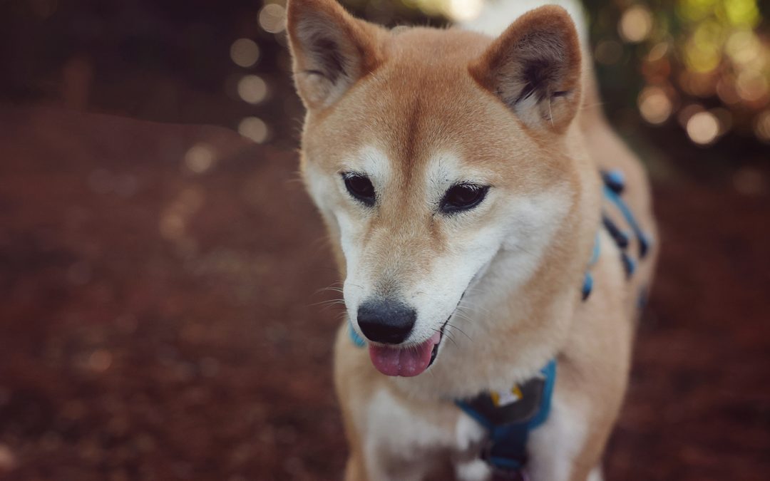 🔒 guim + jana + haru